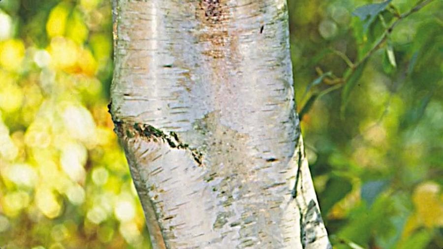 Betula papyrifera (Canoe Birch, Kenai Birch, Mountain Paper Birch,  Paperbark birch, Paper Birch, White Birch)