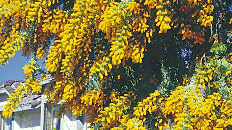 Golden-Chain Tree - Grown By You