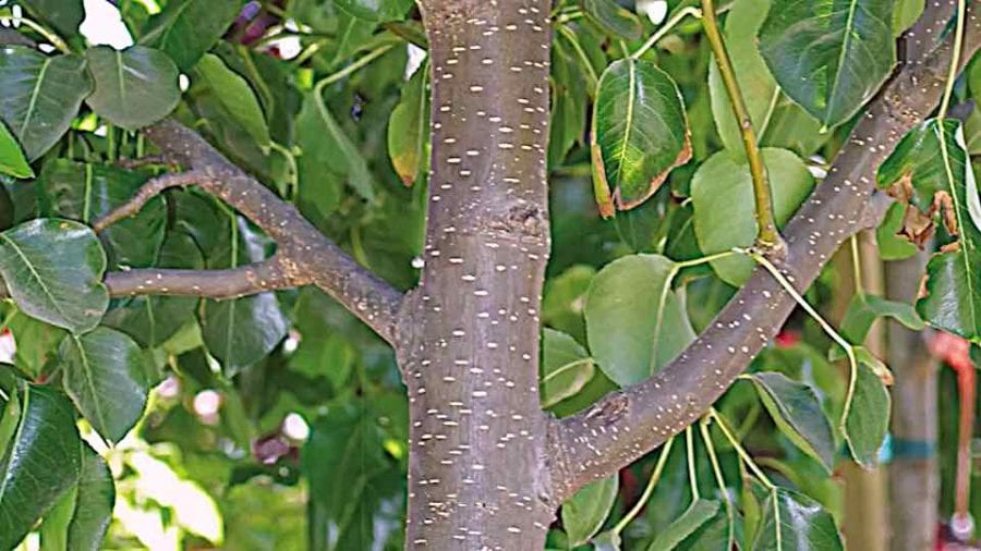 ornamental pear tree leaves