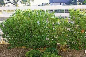 A group of shrubs growing in a landscape border along a fence have spread beyond their desired planting areas and require reduction pruning, or restoration, to eliminate diseased foliage, limbs and make them more dense.
