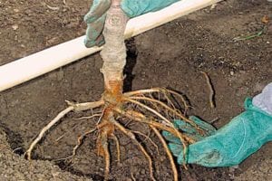 Gloved hands with a bare-root tree positions it into a hole during the planting process. A pipe sets a depth for the graft above the soil's surface.
