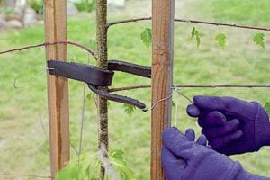 Gloved hands fasten tree-ties to support stakes to prevent strong winds from breaking the trunk following planting.