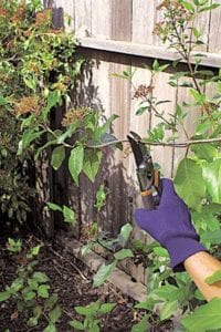Gloved hand with hand bypass pruning shears cuts a branch that is too long during the rejuvenation pruning process.