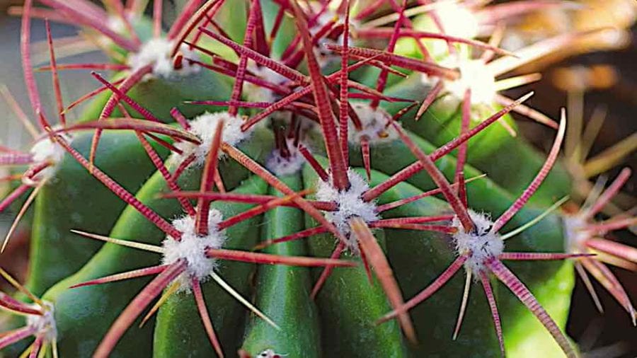 Barrel (Fishhook) Cactus - Grown By You