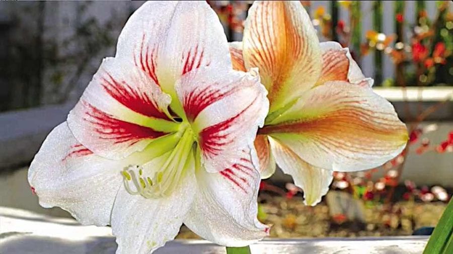 Amaryllis, Florist's - Grown By You