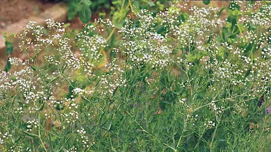 Can You Grow Baby's Breath in Your Garden Easily?