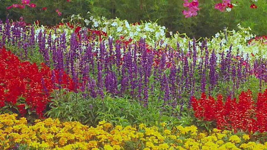 Sow Right Seeds - Mixed Flowers Seed Collection for Planting - Balsam,  Carnations, Columbine, Dahlias, Daisies, Nasturtiums, Phlox, Rocket  Larkspur