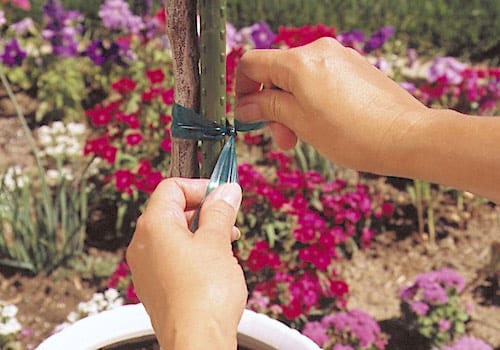 A gardener's hand ties the stem of a plant growing in a decorative container to a stake that will support it but allow limited movement so it gains strength as it develops. Copyright ©2000 by Dolezal and Associates. All Rights Reserved.