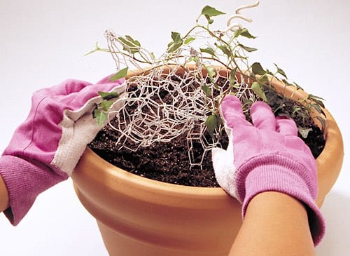 A gardener's gloved hands positions tendrils of a trailing plant atop a wire-cloth form that will support it above the soil in a container to avoid direct contact with the soil and fungal disease. Copyright 2000 by Dolezal & Associates. All Rights Reserved.