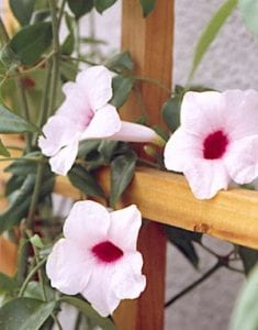 Mandevilla vine (Mandevilla X amabilis hybrid) flowers grow from vining tendrils and stems of a vine planted in a trough planter and trained onto a wooden trellis during a demonstration on how to install plant supports for climbing and trailing flowering plants. Copyright ©2000 by Dolezal & Associates. All Rights Reserved.
