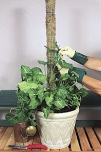 A gardener's gloved hands ties a leaf stalk of a foliage plant to a sphagnum-moss filled plant pole to support it's growth during a demonstration on how to install a plant stake in a container for vertical flowering and foliage plants. Copyright ©2002 by Dolezal & Associates. All Rights Reserved.