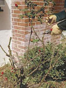 A rosarian gardener tops the canes of a rose bush to maintain its height and proportions in the landscape, allowing space for new seasonal growth. Copyright ©2001 by Dolezal & Associates. All Rights Reserved. grownbyyou.com