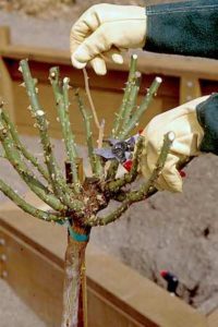 A rosarian gardener prunes the head of a standard (or "tree" rose) bush to prepare it for new-season growth. Copyright ©2001 by Dolezal & Associates. All Rights Reserved. grownbyyou.com