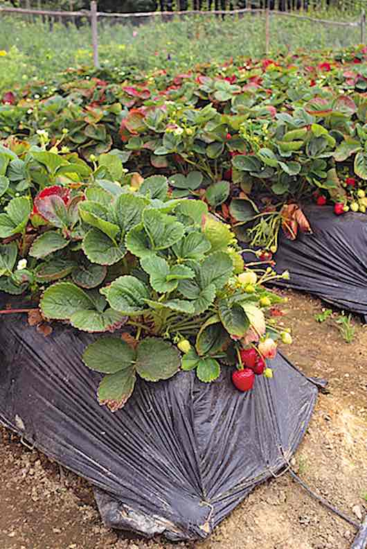 Impermeable black-plastic mulch cloth protects strawberry plants from contact with soil fungus while conserving water through sub-surface drip emitters in this raised-bed row crop planting in a home vegetable garden. Copyright © 2003, 2018, 2019, 2020 Dolezal & Associates. All Rights Reserved. grownbyyou.com