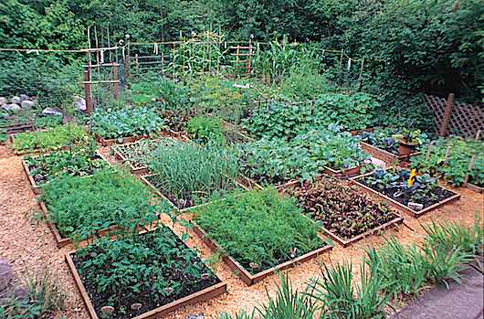 Home vegetable garden of ground-level raised beds and pathways. Copyright © 2003, 2018, 2019, 2020 Dolezal & Associates. All Rights Reserved. grownbyyou.com