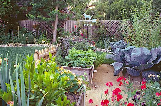 A French-Intensive garden with mixed companion crops of vegetables and flowers. Copyright ©1999 by Dolezal & Associates. All Rights Reserved. grownbyyou.com
